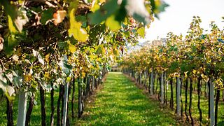 Tour Amarone em Tenute Falezza