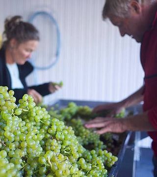 North Jutland Wine Tasting & Vineyard Tour at Guldbæk
