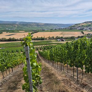 Una experiencia verdaderamente maravillosa 