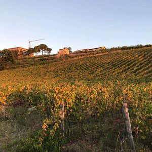 Cata y visita de vinos y aceites Evo en Tenute Pacelli