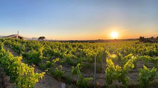 Découvrez les vins de Sardaigne à la Cantina Li Duni : 3 vins aux saveurs locales