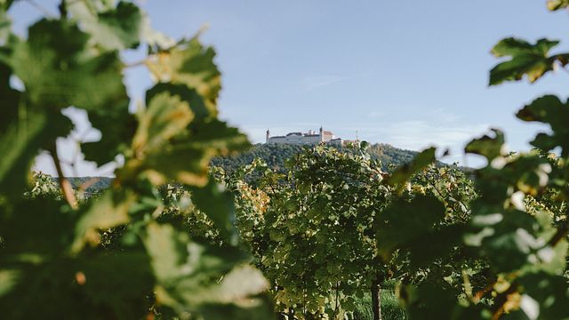 Kremstal in a glass