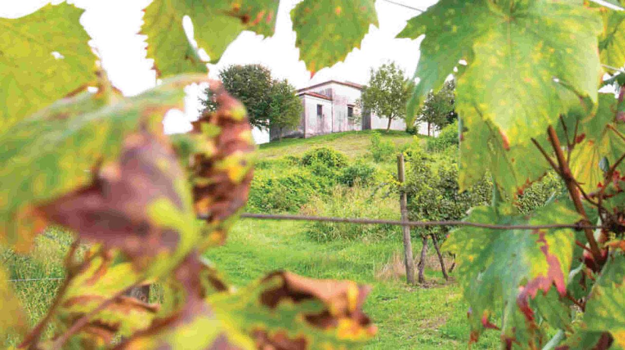 Gleniwines