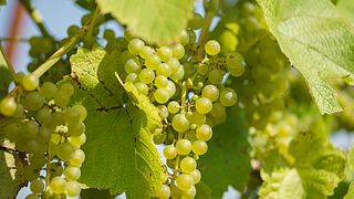 Degustação de vinhos, visita aos vinhedos e adegas