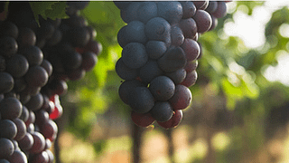 Dégustation de vins et visite chez Muschi Alti