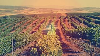 Créez votre propre vin à la cave Gikas