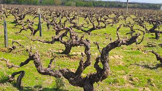 Fitapreta | New & Old Vineyards