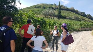 Circuit œnologique dans les vignobles du sud de la France
