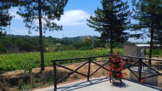Degustazione scoperta in vigna ai Monti Rossi Vini dell'Etna
