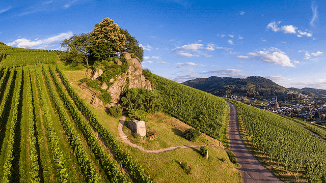 Cata introductoria de vinos en Hex vom Dasenstein