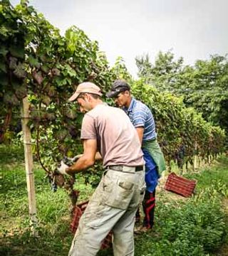 Degustação de vinhos e tour no Rio del Lupo