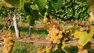 Dégustation de vins haut de gamme au Weingut Walter Glatzer