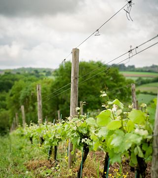 Tour e degustazione di vini al Domaine Haute Perche