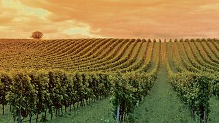 Bodegas Eidosela