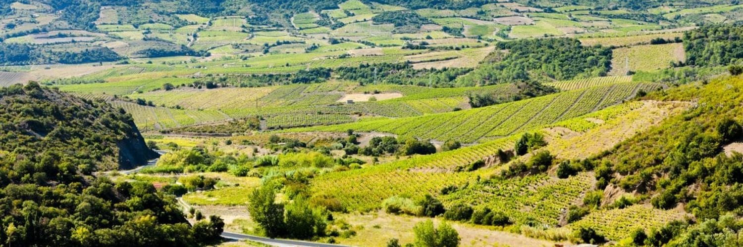 Vineyard-in-languedoc-roussillon-france Nqiwqy