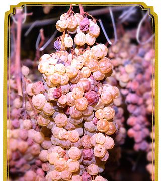 Azienda Vitivinicola La Montata