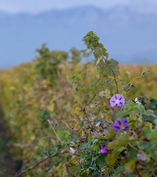 Bodega Salentein
