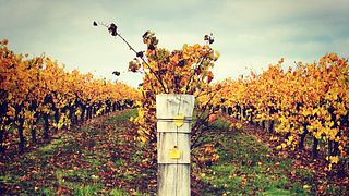 Dégustation de vins ou déjeuner décadent au Hidden River Estate
