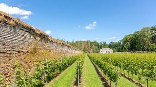 Cata de vinos y visita a la bodega Gloire de Duras