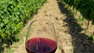 Cata de vinos y visita guiada a la Fattoria Sardi