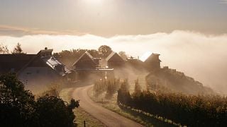 Cata de vinos y visita guiada en Wein & Sektmanufaktur Harkamp
