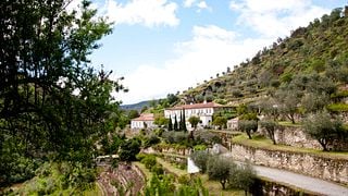 Douro Valley Tour: Wine Tastings, Boat Trip & Lunch