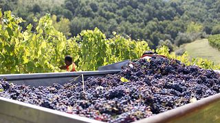Tour+Degustazione di 3 FANTASTICI vini con 1 Supertuscan, 2 Chianti Classico e 2 formaggi