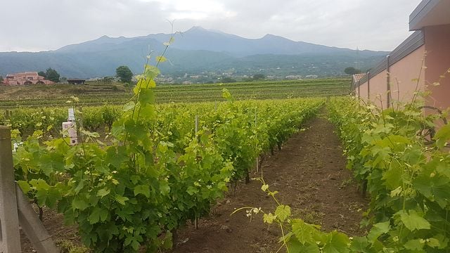 Scopri l'Etna e degustazione di vini con una visita guidata