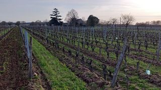 Weinprobe im Vignoble Demois 