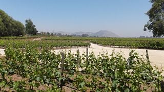 Tour Premium e Degustação de Vinhos na Concha y Toro