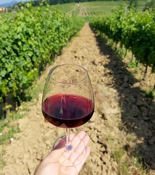 Dégustation de vins et visite à la Fattoria Sardi