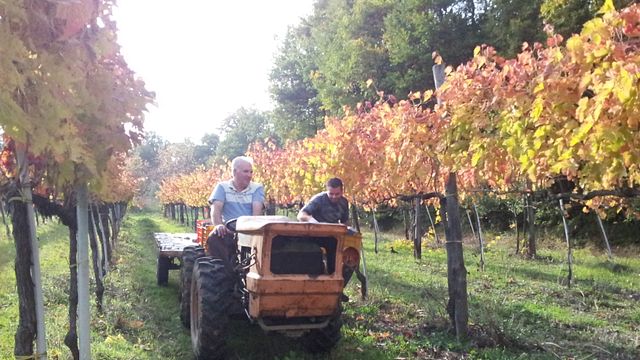 Il Cancelliere Winery