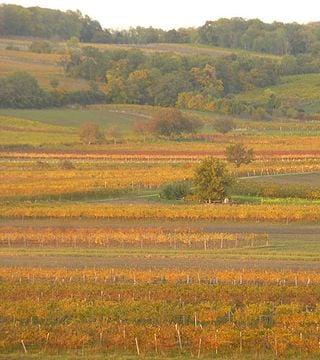 Dégustation de vins et visite du Weingut Umathum