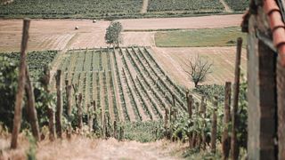Moasca Einzigartiges Terroir