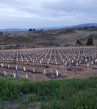 Wilridge Vineyard, Winery & Distillery