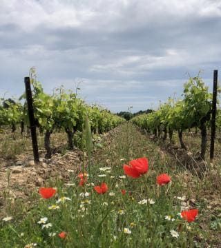 A la découverte des cépages bourguignons | Maison L. Tramier & Fils