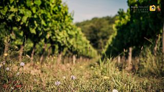 Primorska Wine & Cellar Journey at Korenika & Moškon