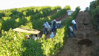 Degustazione di vini e tour presso BobDog Wines