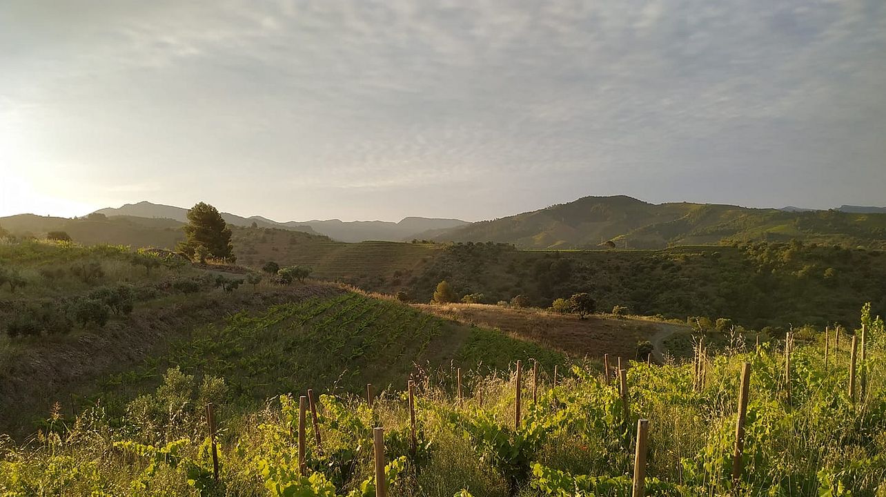Clos Pachem Winery