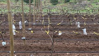 Aconcagua Wine & Vineyard Journey at La Viña Del Señor