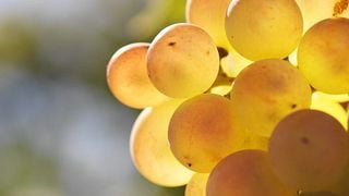 Eudald Massana Noya Winery