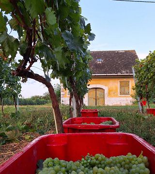 Etyeki Kúria Winery