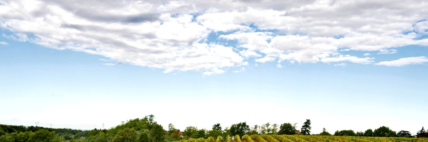 Vigneto -