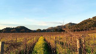 Degustazione di vini e tour presso l'azienda vinicola T-Vine
