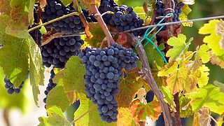Quatro Degustação de Vinhos e Tour no Catalano Viticoltori