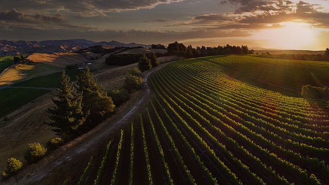 Dog Point Vineyard