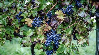 Vignobles Famille Cassy