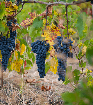 Cata de vinos en Villa Rosalba 