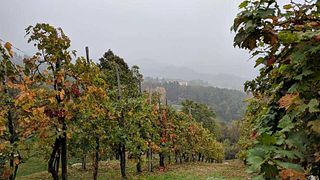 Degustación de vinos populares en la bodega Azienda Agricola “La Corona” Di Russo Paolo