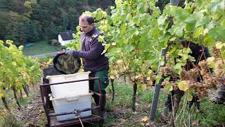 Weingut Philipps-Mühle